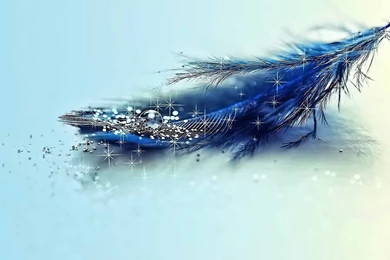 Feather Wallpapers HD Photos