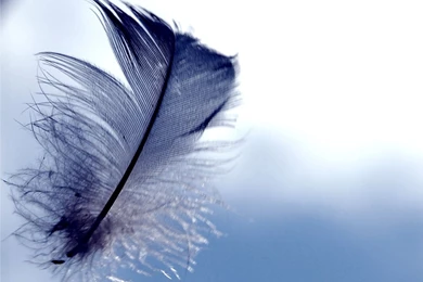 Feather Wallpapers HD Photos
