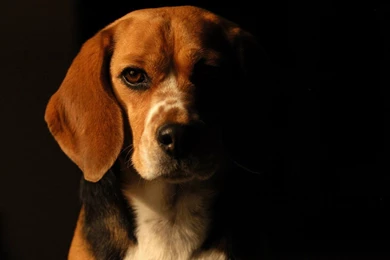39 Beagle HD Wallpapers