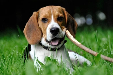 Beagle Wallpaper Backgrounds Download HD • IPhones Wallpapers