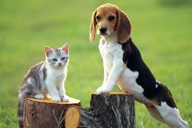 Beagle Wallpapers   Dogs Wallpapers (7013953)   Fanpop