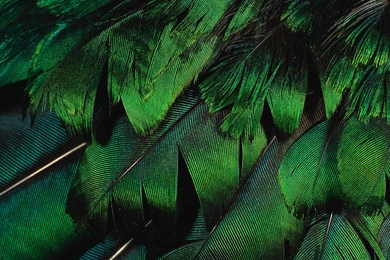 Feather Wallpaper Backgrounds