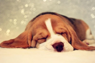 Beagle Puppies Wallpapers Wallmanage.com