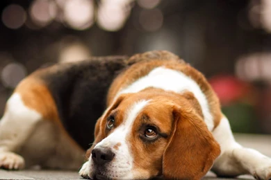 Beagle Wallpapers Animal Wallpapers
