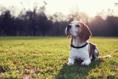 Beagle Wallpapers Animal Wallpapers