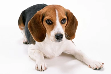 Beagle   Wallpapers, Pictures, Images, Photos, Pics
