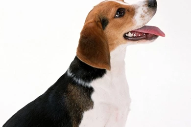 Beagle Wallpapers   Dogs Wallpapers (7013925)   Fanpop