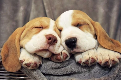 Beagle Wallpapers 5714 2560 X 1600   WallpaperLayer.com