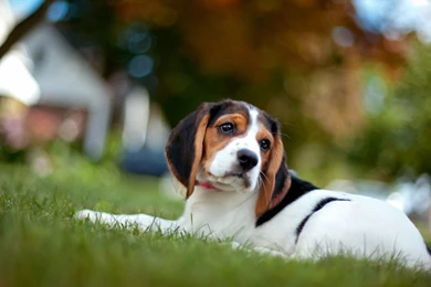 Full HD 1080p Beagle Wallpapers HD, Desktop Backgrounds 1920x1080