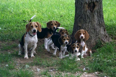 Tejaknathe: Beagle Wallpapers