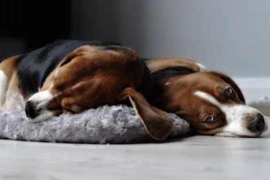 Beagles Wallpapers   Animal Wallpapers