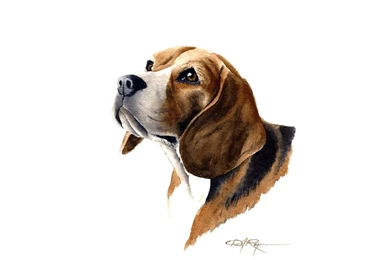 Desktop beagle dogs images.jpg