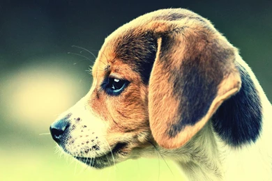 Dog Beagle Wallpapers And Images Wallpapers, Pictures, Photos