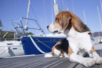 Beagle Wallpapers Dogs Wallpapers (7013976) Fanpop