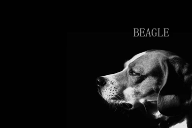 BEAGLE Dogs Wallpapers (34044540) Fanpop