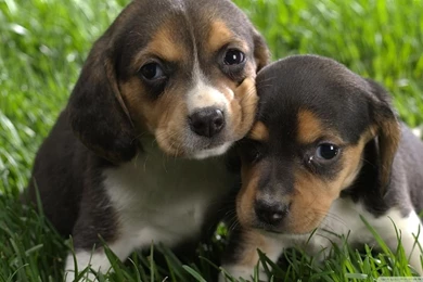 Beagle Puppies HD Desktop Wallpapers : Widescreen : High Definition ...