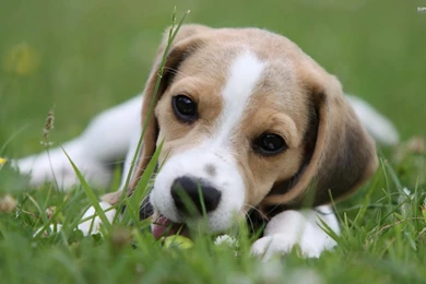 Beagles Wallpapers   Animal Wallpapers