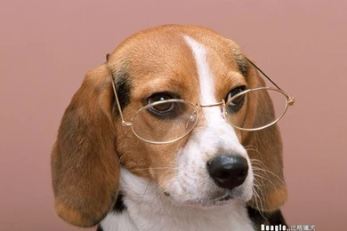 Beagle Dog Photos   Beagle Wallpapers 1024x768 NO.4 Desktop ...