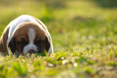 Beagle Wallpapers 8 By Enor14 On DeviantArt