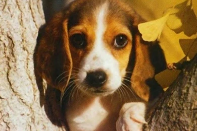 Beagle Puppy Dual Monitors 4519 Hd Wallpapers
