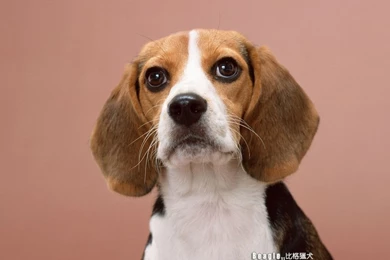 Beagle Dog Photos   Beagle Wallpapers 1024x768 NO.3 Desktop ...