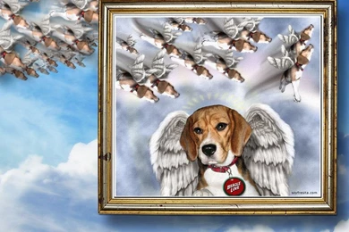 Beagle   Beagles Wallpapers (17008681)   Fanpop