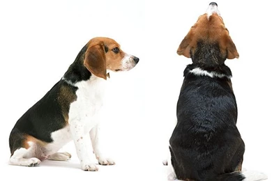 Beagle Dog Desktop Wallpapers 10   Wallcoo.net