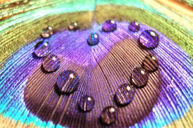 Ultra HD 4K Feather Wallpapers HD, Desktop Backgrounds 3840x2400