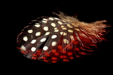 Feather Computer Wallpapers, Desktop Backgrounds