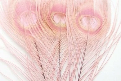 Pink Feather Wallpapers