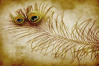 52 Feather HD Wallpapers