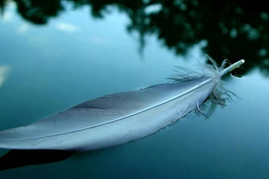 Feather Desktop Wallpapers   Top Wallpapers Desktop