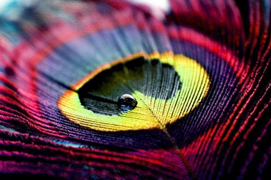 Peacock Feather Art Colorful More Pinch Your Top HD Wallpapers ...