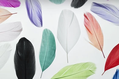 Colored Feathers Desktop 1440x1280 Galaxy Note 2 Wallpapers ...