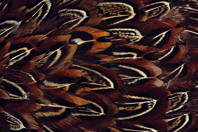 Feather Computer Wallpapers, Desktop Backgrounds