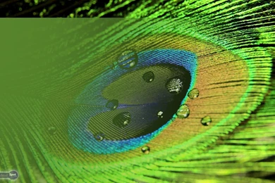 Peacock Wallpapers « Animal Spot