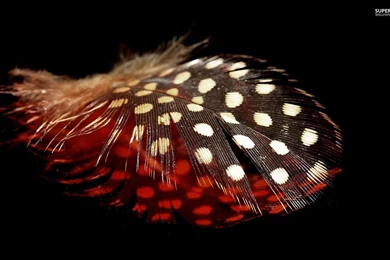 Black And Red Feather Wallpapers