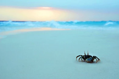 To the sea crab wallpapers