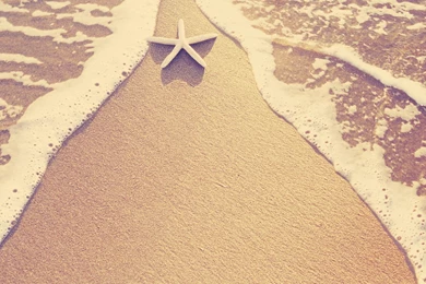 1920x1200 Sea Star Desktop PC And Mac Wallpapers