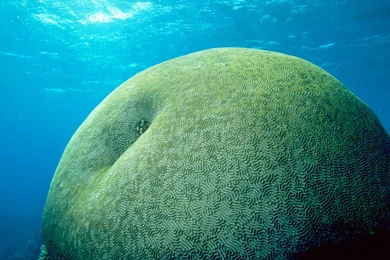 69 Sea Life HD Wallpapers