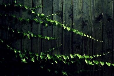 Creeping Vine Computer Wallpapers, Desktop Backgrounds