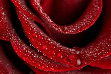 Pretty Red Backgrounds