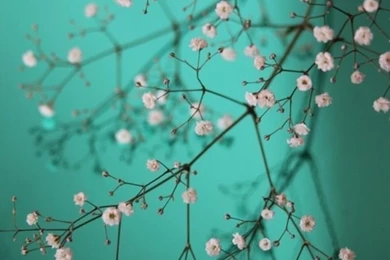 Pretty Little Flowers iPhone Wallpapers Download