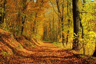 Landscape, Background, Images, Wallpaper, Forest, Earth (