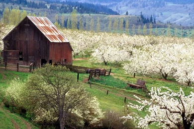 Nature Springtime Free Desktop Wallpapers For PC & Mac