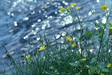 Pix For Free Early Spring Desktop Wallpapers