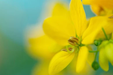 Nature Flowers Yellow Desktop 1920x1200 Hd Wallpapers 1131462   1532021