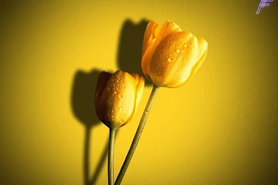 HD Flower Free 2012 Wallpapers Download Of Red Pink And Yellow ...