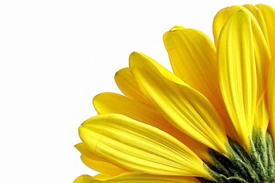 Free Wallpapers, Yellow Desktop Wallpapers