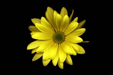 Desktop Wallpapers · Gallery · Windows 7 · Yellow Flower Free ...